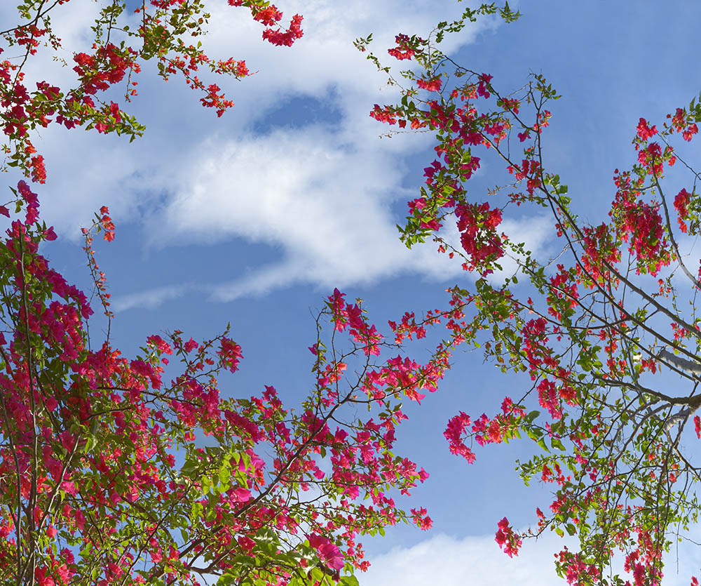 bougainvillea 04b _ 18k x 15k